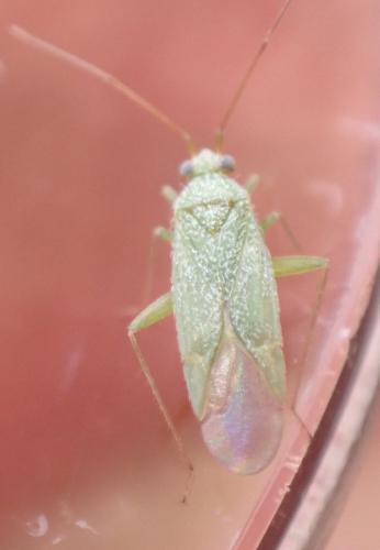 Réf. 348 229 : Orthotylus sp.